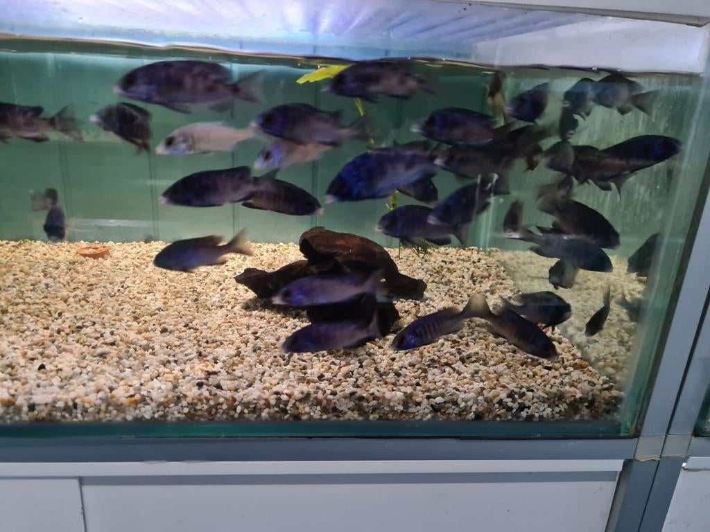 Placidochromis Phenochilus Mdoka White Lips Malawi Cichliden, Dieren en Toebehoren, Vissen | Aquariumvissen, Vis, Zoetwatervis
