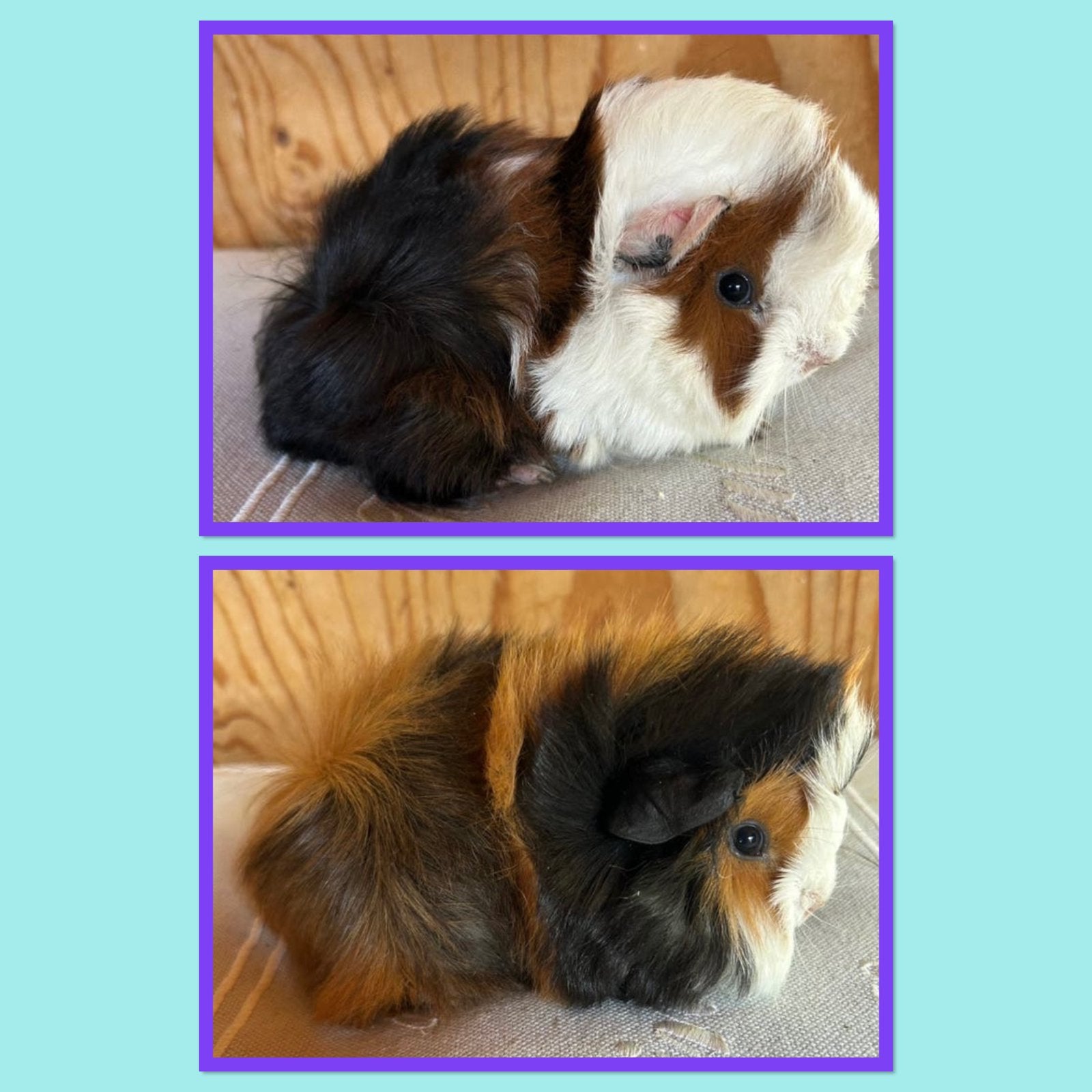 Twee Jonge cavia mannetjes Peruvian, Mei, Mannelijk, Cavia
