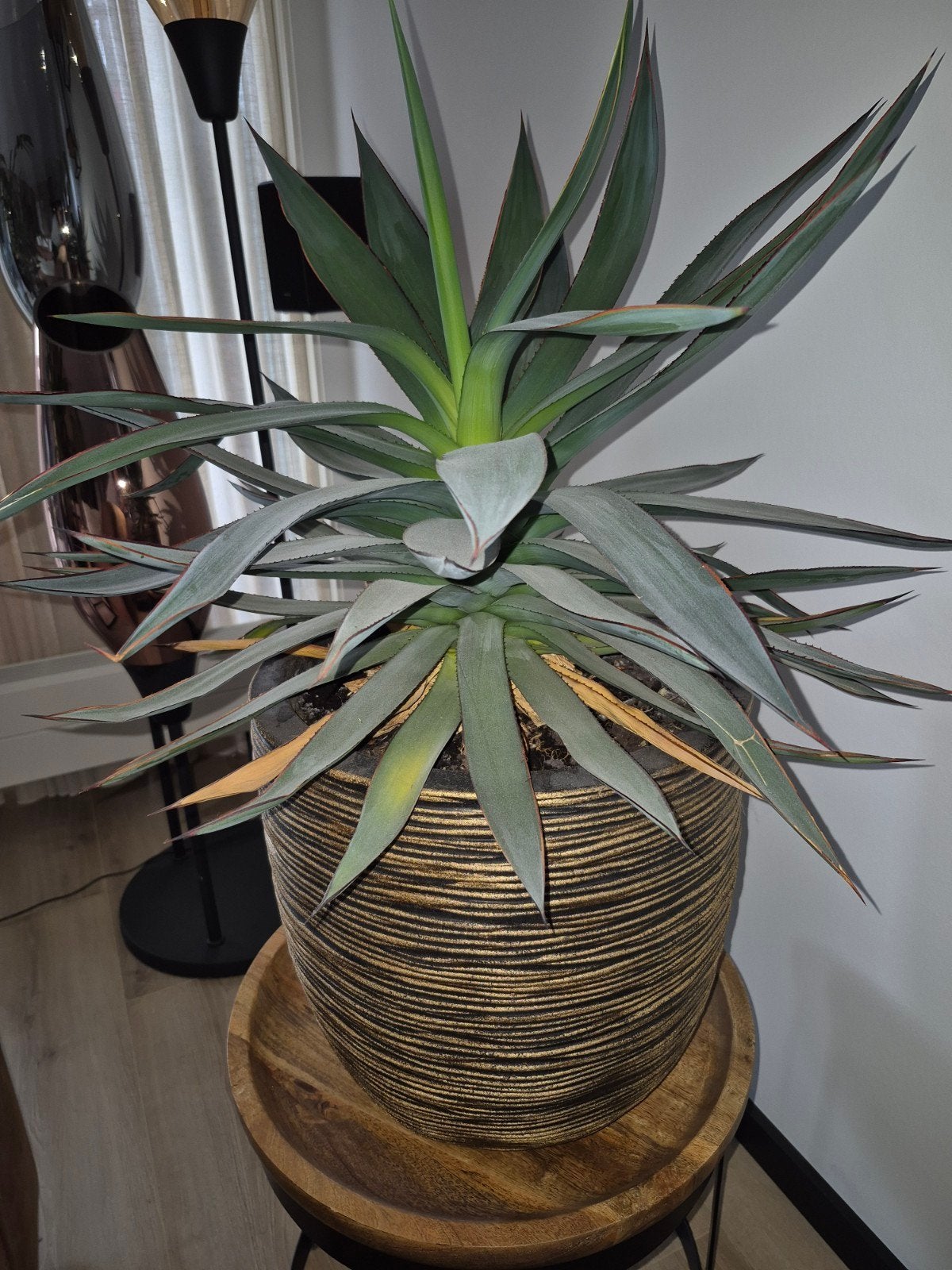 Grote Agave plant van 76 cm hoog inclusief pot, Ophalen, Overige soorten, In pot, Minder dan 100 cm
