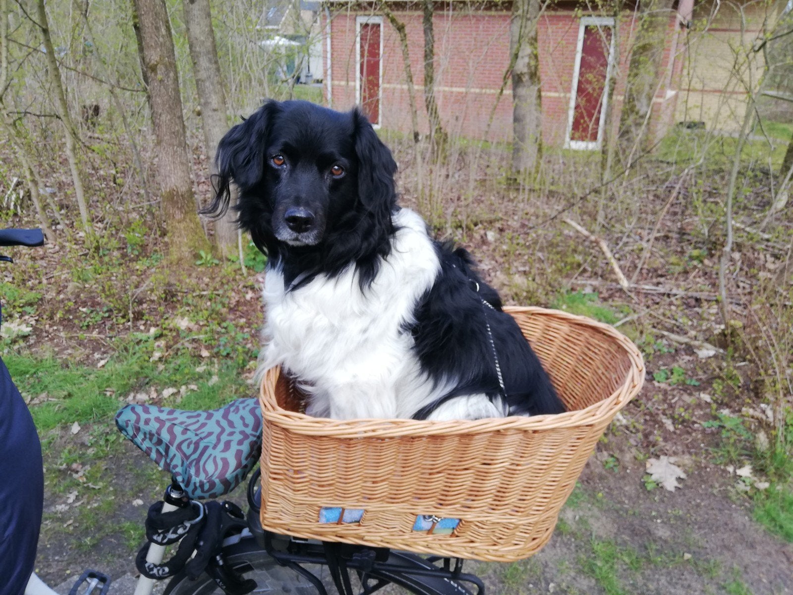 Hondenmand voor de Fiets tot 20 kg, Dieren en Toebehoren, Ophalen of Verzenden, Zo goed als nieuw, Riet