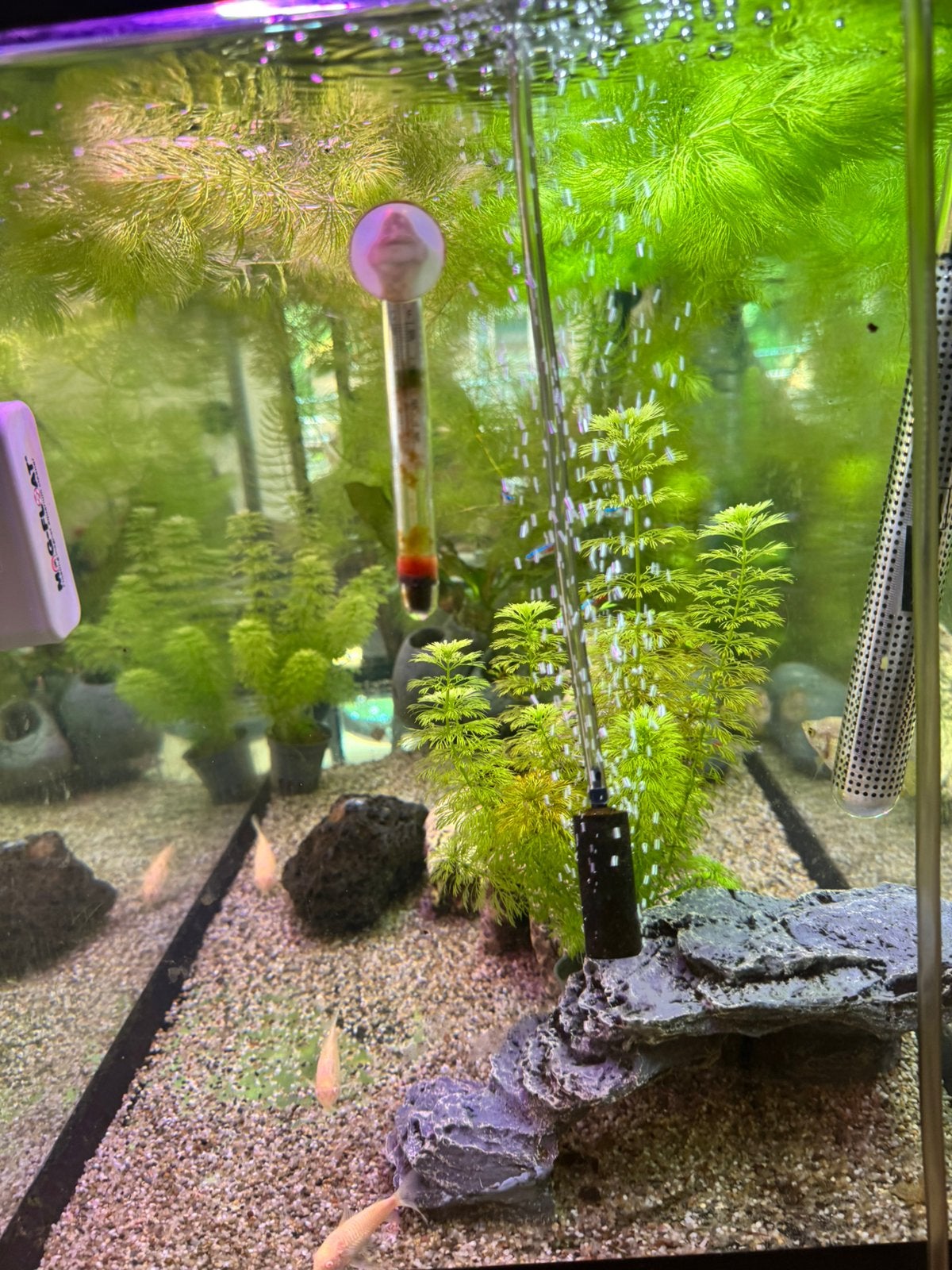 Aquarium compleet, pomp, filters, Ophalen, Zo goed als nieuw, Gevuld zoetwateraquarium