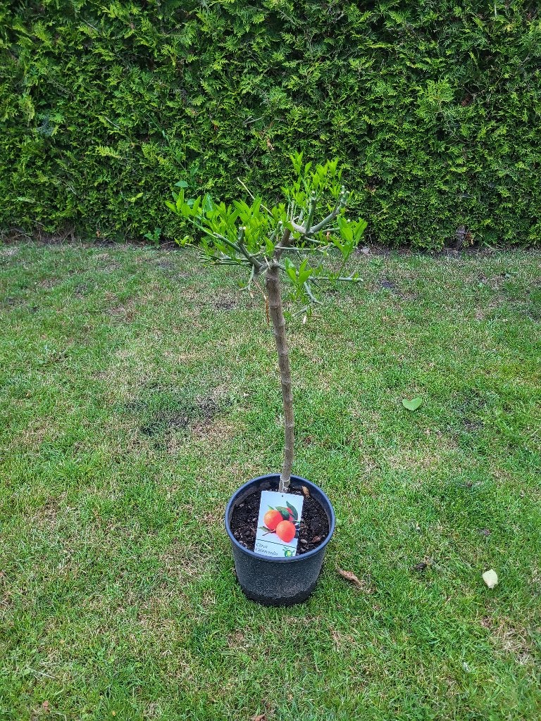 Citrus calamondin, Ophalen, Lente, Overige soorten, Volle zon