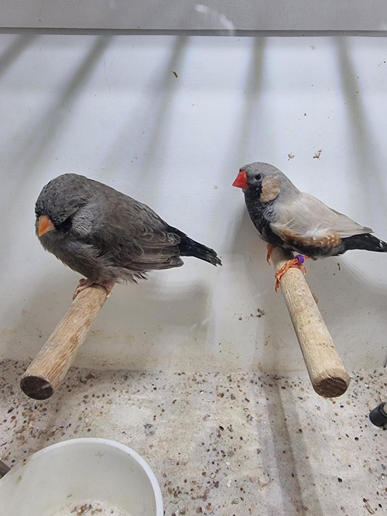 Te koop koppel Bleekrug charcoal, Meerdere dieren