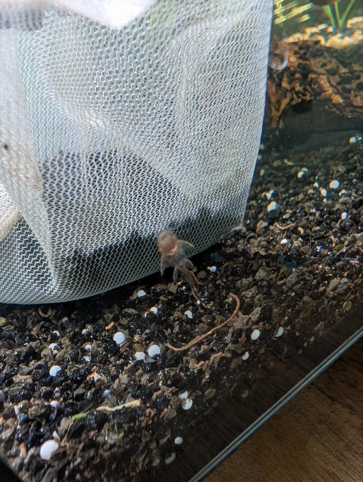 Heel veel baby pleccos, Kleine Ancistrus, Dieren en Toebehoren, Vissen | Aquariumvissen