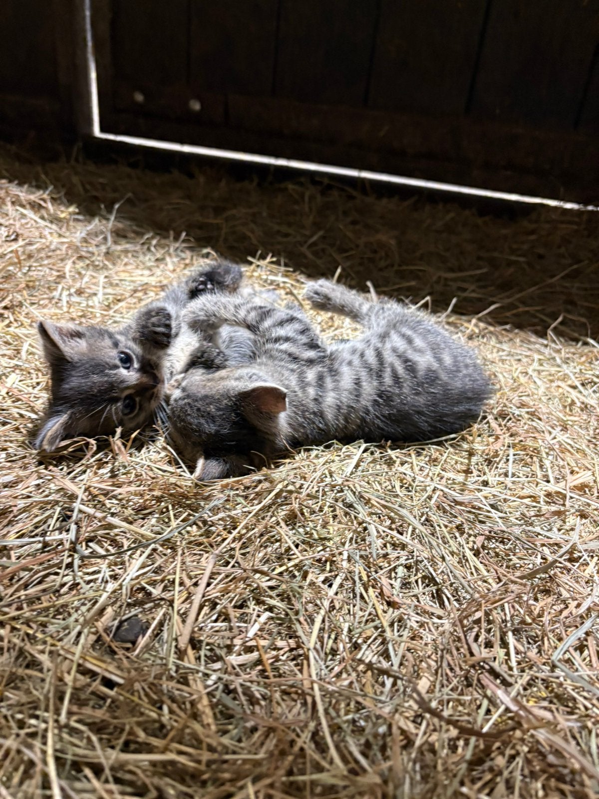 Leuke kittens te koop, Meerdere dieren, Kortharig, 0 tot 2 jaar