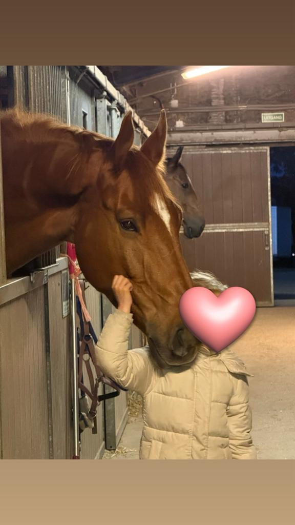 Bijrijdster gezocht voor grote ruin!, Dieren en Toebehoren, Paarden en Pony's | Verzorgingsproducten, Ophalen, Nieuw