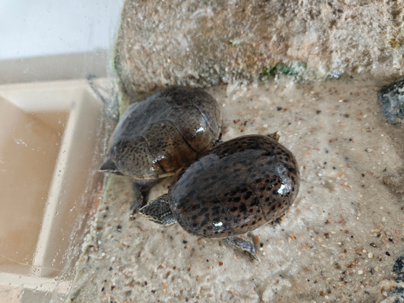 Twee Muskusschildpadden (evt met terrarium), Dieren en Toebehoren, Schildpad, Met terrarium, 3 tot 6 jaar
