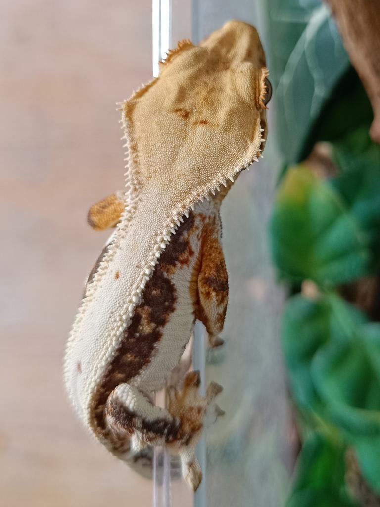 Wimpergekko nakweek 2025 Lillywhite, pv Crested Gecko - female for sale from Sabrina