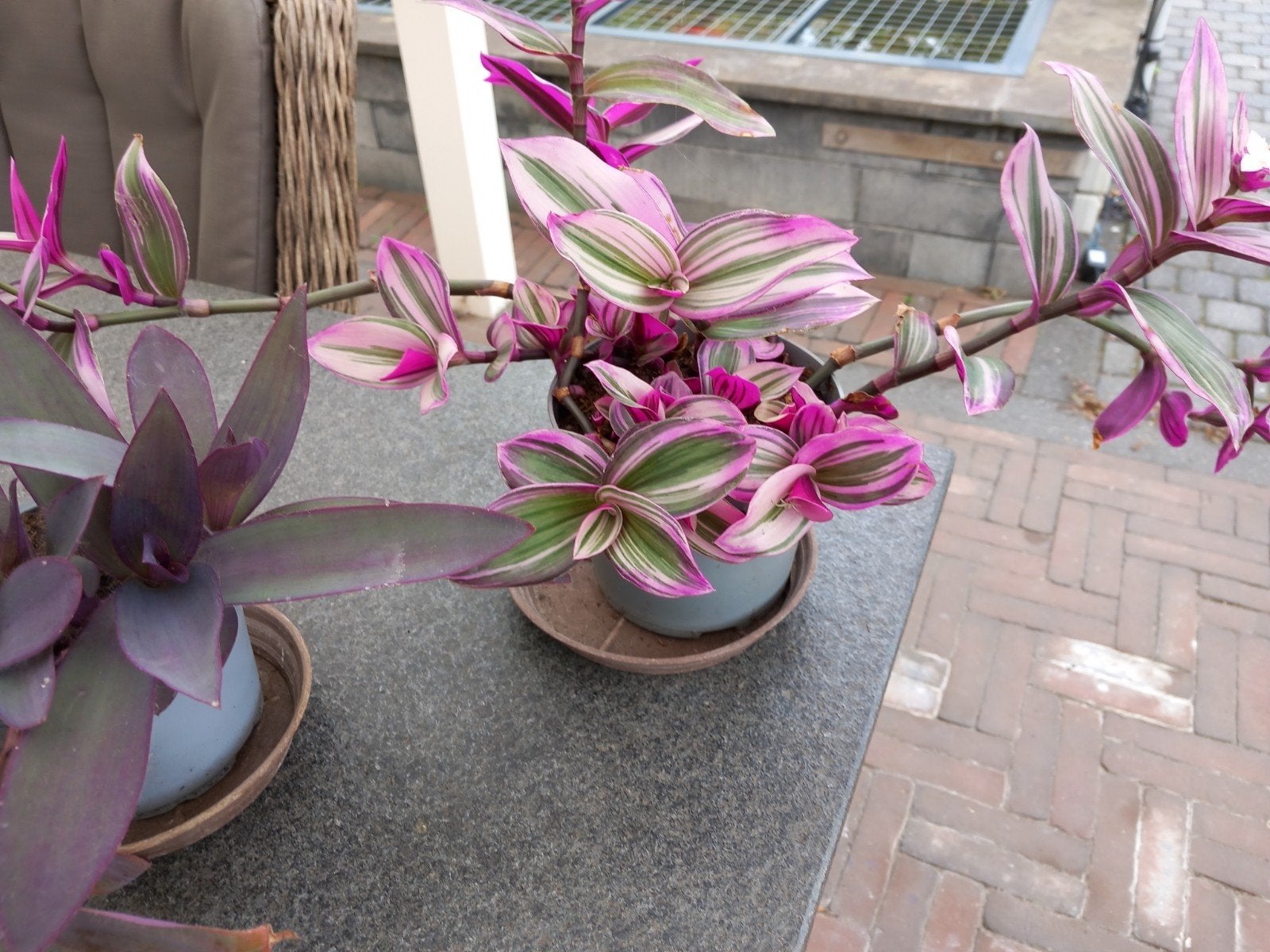 tradescantia, Ophalen of Verzenden