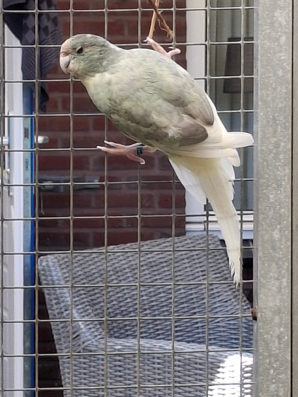 Kakariki, Meerdere dieren, Parkiet