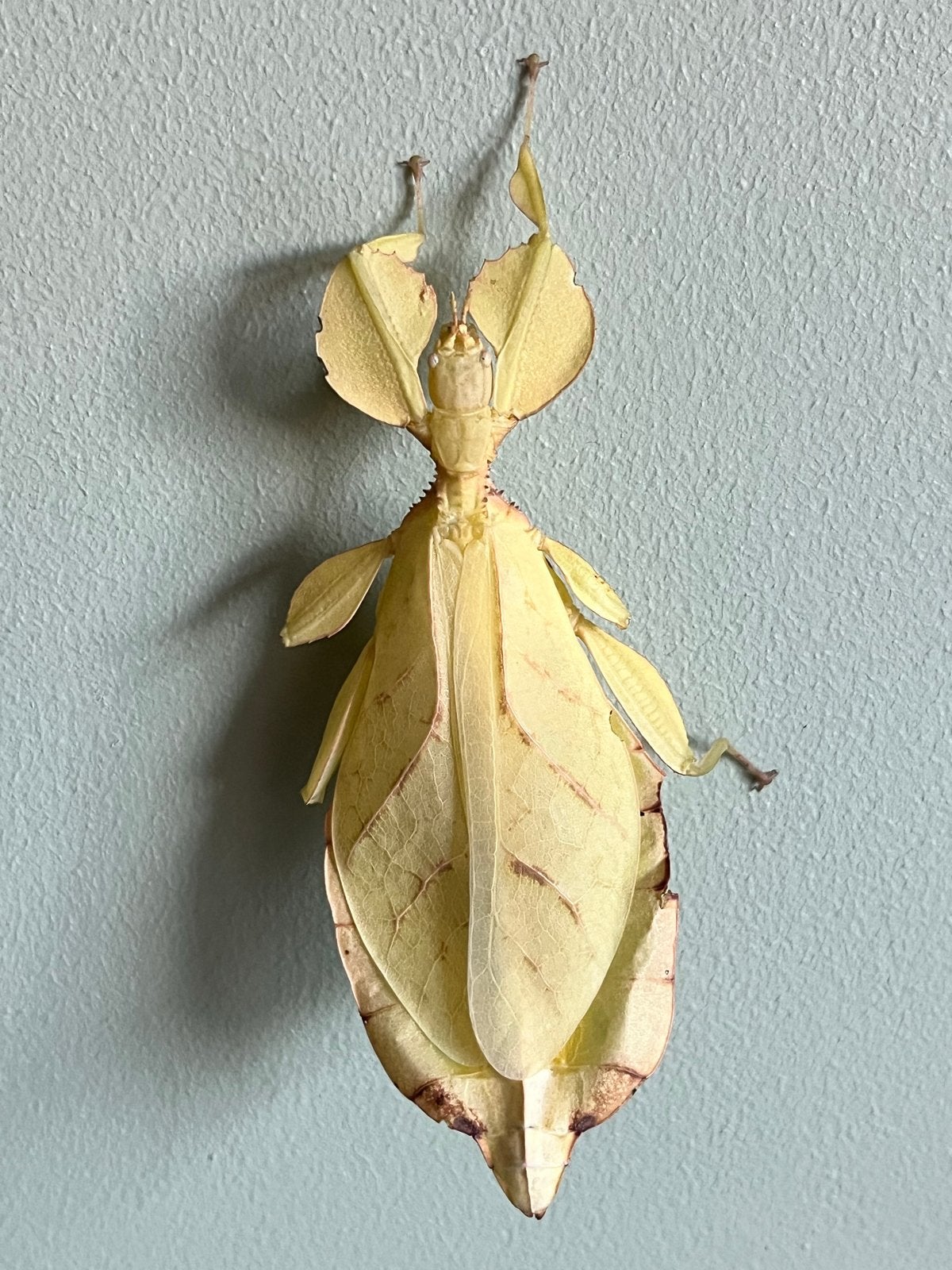 Wandelende blad eitjes , phylium letiranti, Wandelende tak