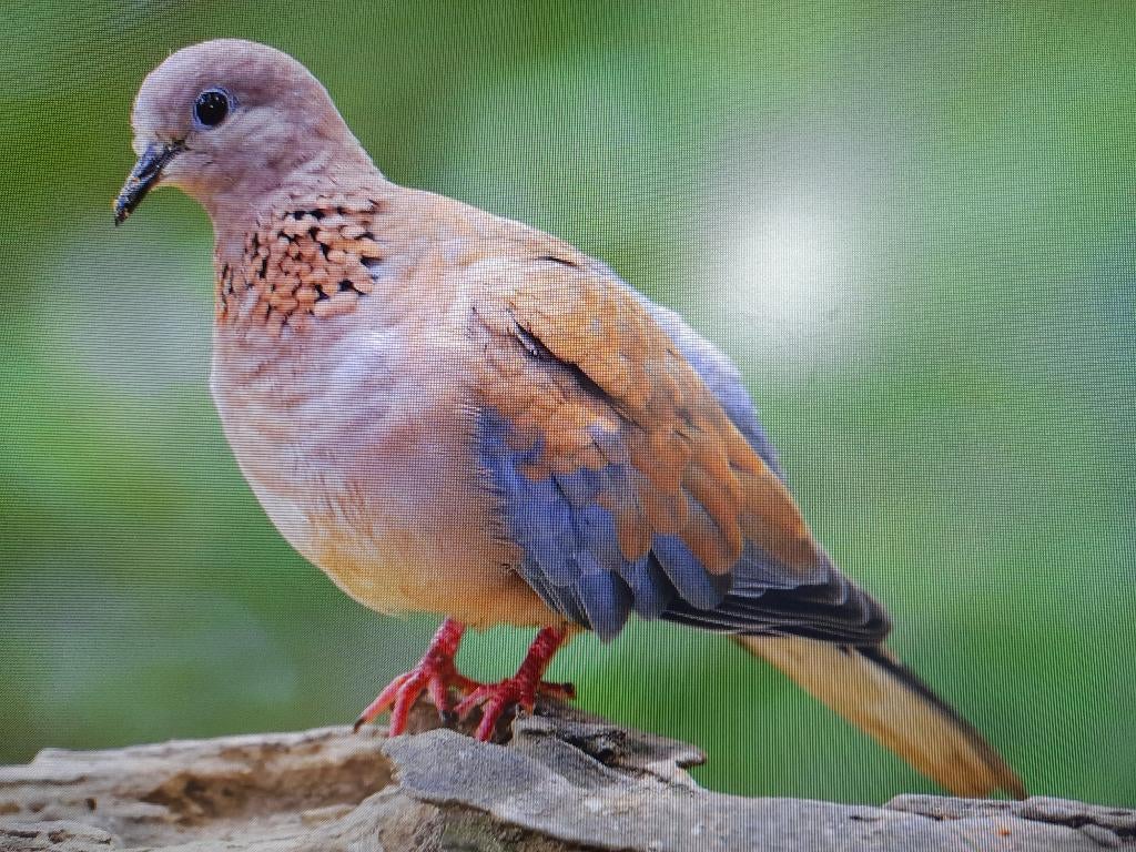 senegalduif, Dieren en Toebehoren, Vogels | Duiven, Mannelijk, Kropper