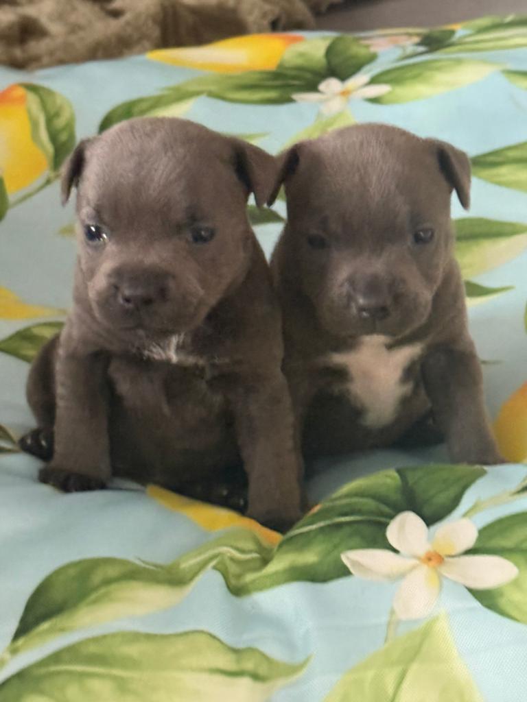Engelse stafford pup, 8 tot 15 weken, American Staffordshire Terriër, Teef, Eén hond