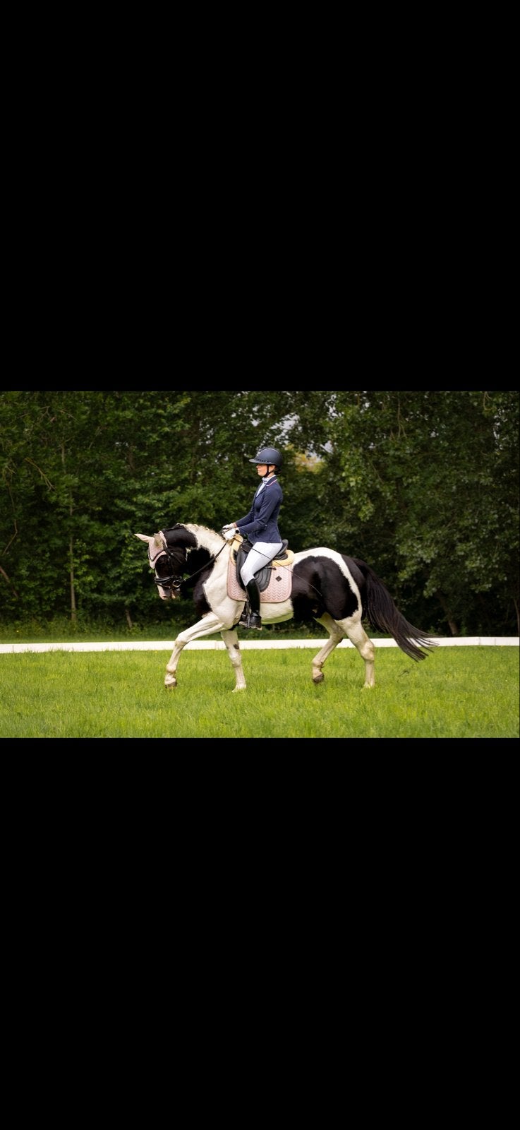 Allround Barock Pinto Hengst, Dressuurpaard, Hengst, 3 tot 6 jaar, L