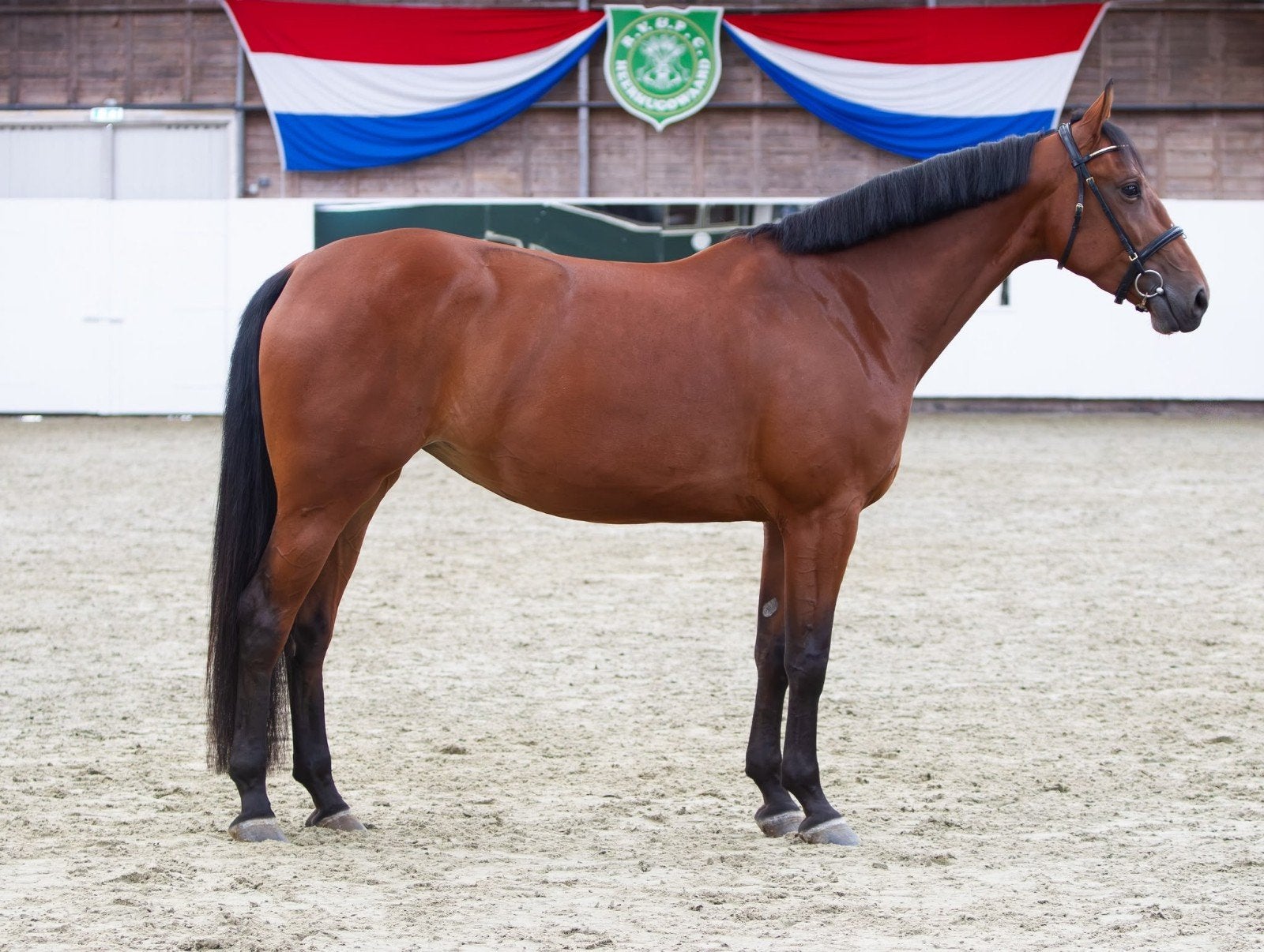 4 jarige merrie 1.67 m Henkie x Sandreo, Merrie, Recreatiepaard, 3 tot 6 jaar