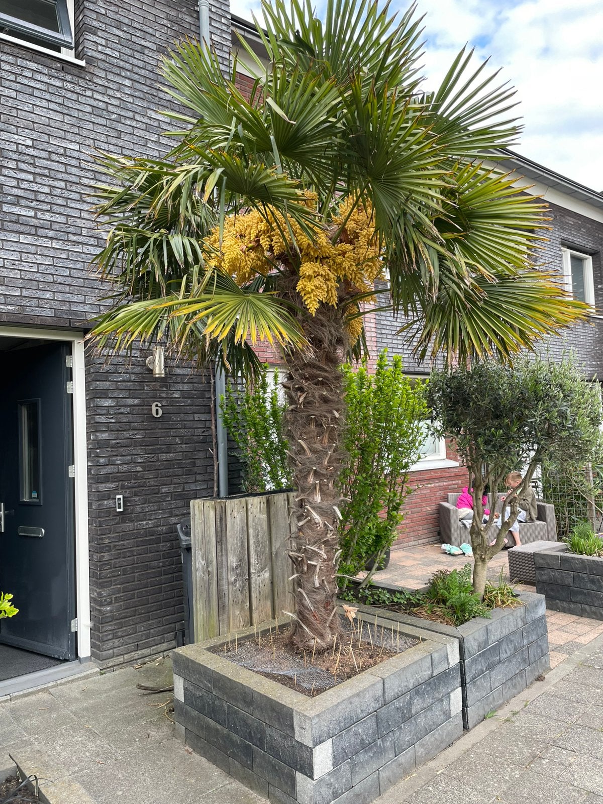 Prachtige palm, Ophalen, Rond, Kunststof, 60 cm of meer