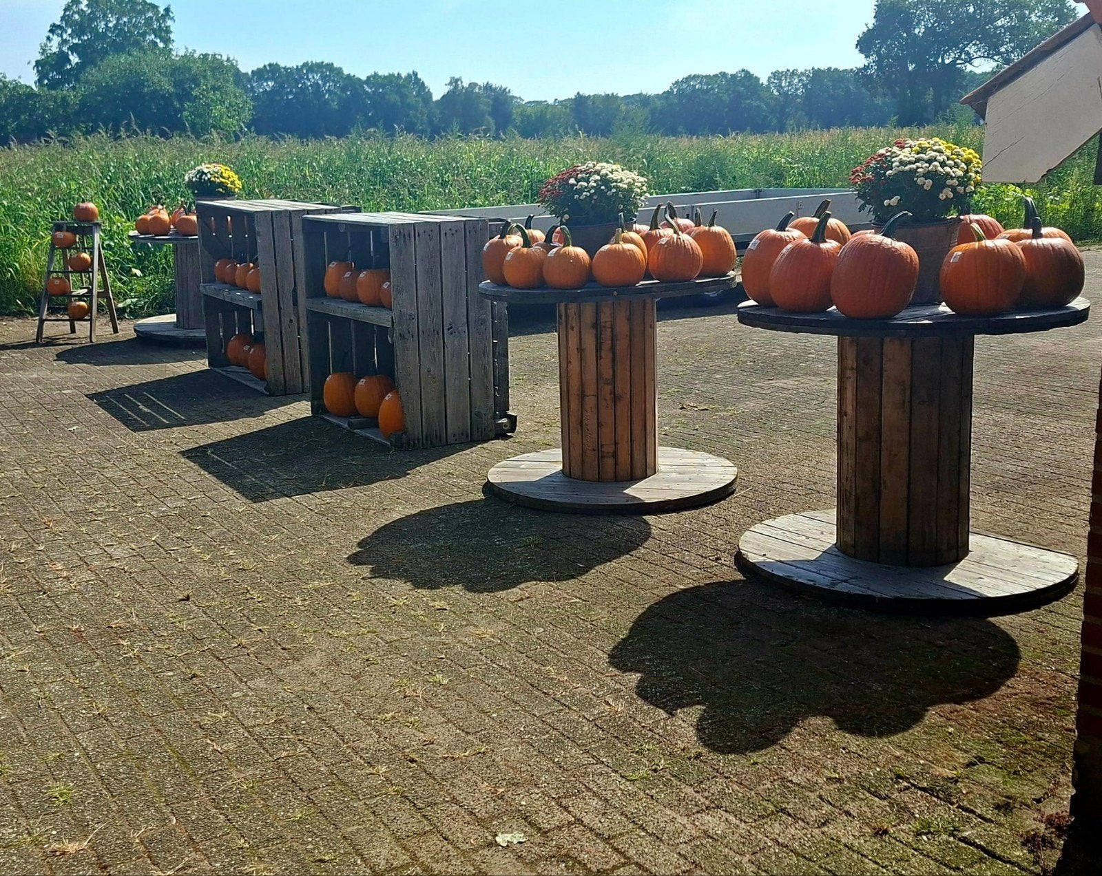 pompoenen en kalebassen, Tuin en Terras, Ophalen of Verzenden, Overige soorten, Volle zon