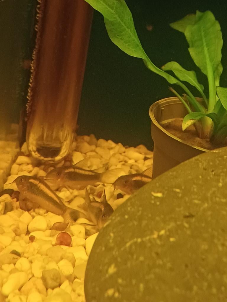 Corydora orange laser, Vis
