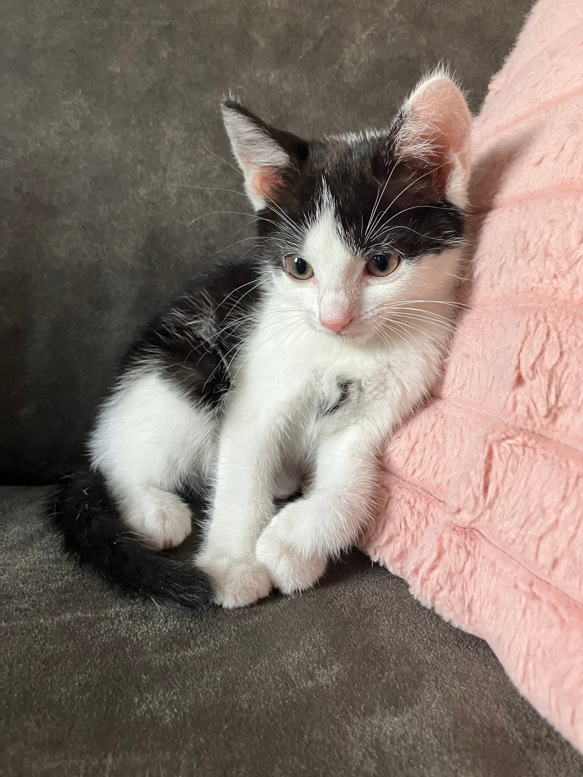 Lieve kittens, Kater, 0 tot 2 jaar