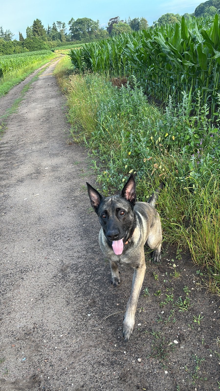 Mechelse Herder, 6 jaar of ouder, HCC (leverziekte), Reu, Eén hond