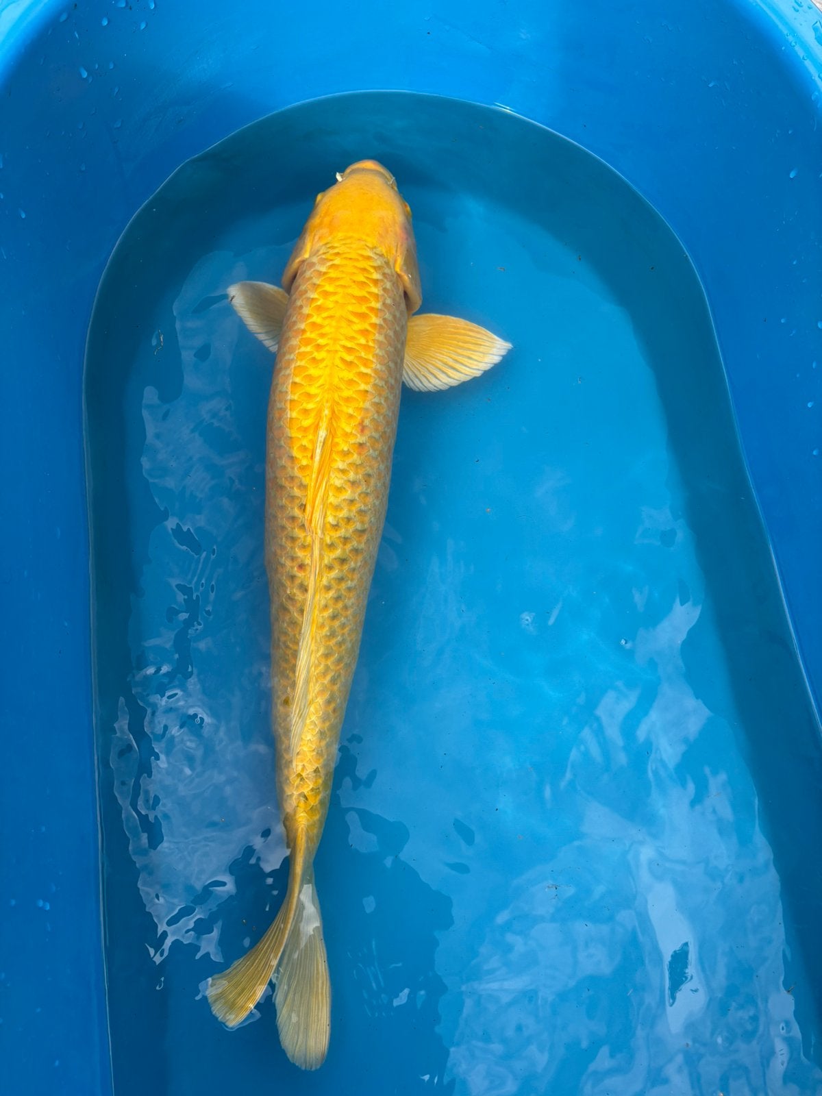 Mooie yamabuki - 70 cm - 5 jaar, Karper of Koi