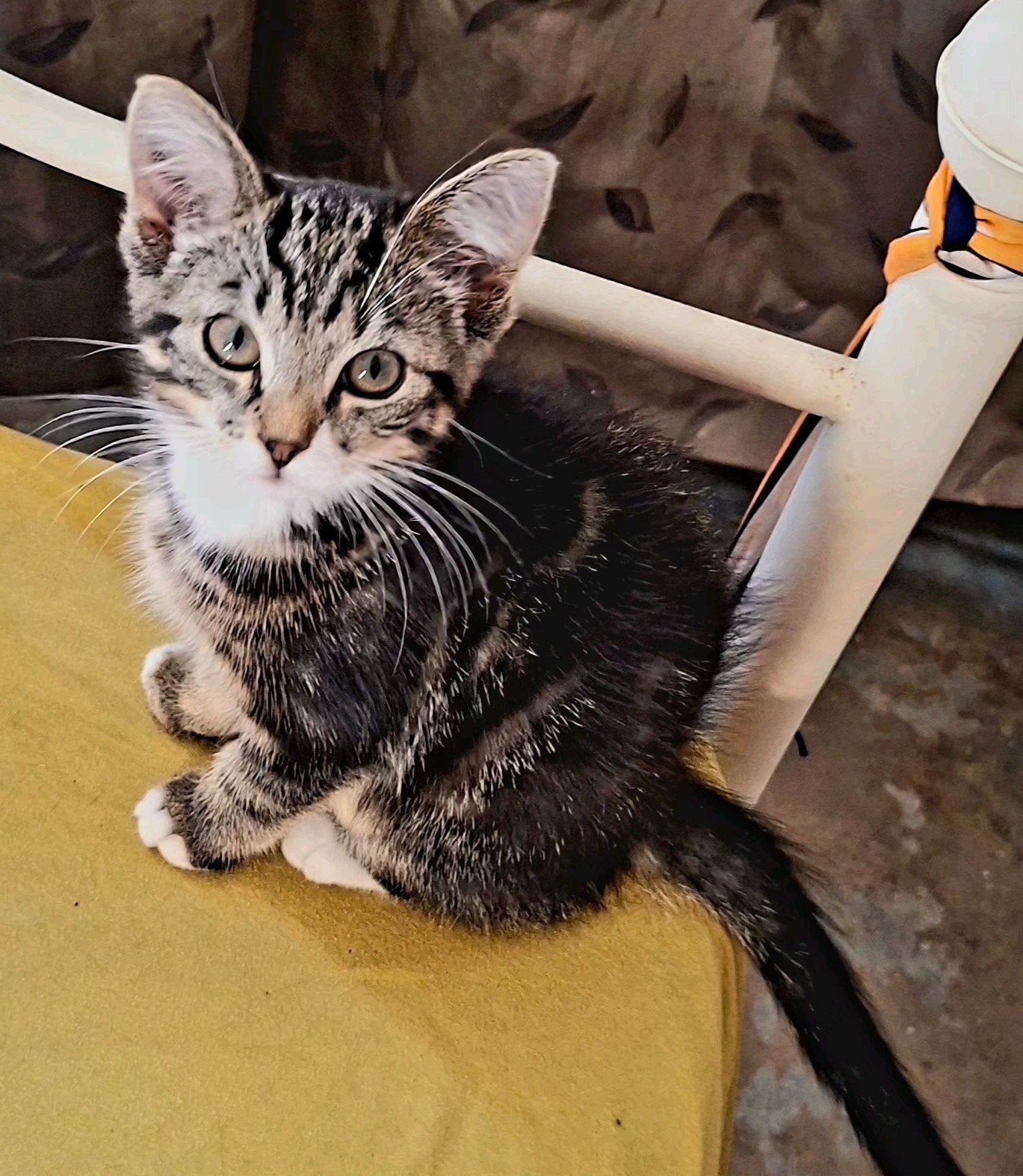 ‼️GRATIS KITTENS ‼️, Meerdere dieren, Ontwormd, 0 tot 2 jaar