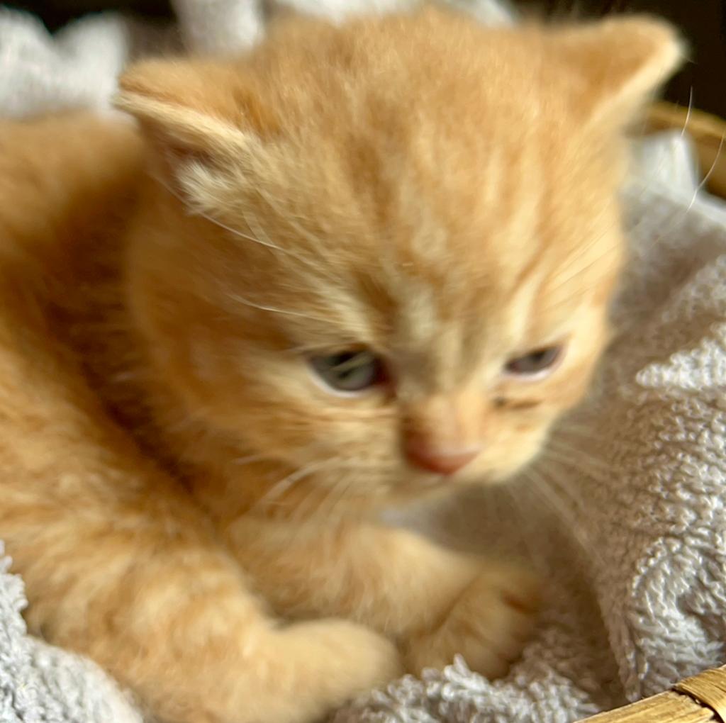 Brits Korthaar kittens Met stamboom in diverse Kleuren, Dieren en Toebehoren, Katten en Kittens | Raskatten | Korthaar, Meerdere dieren