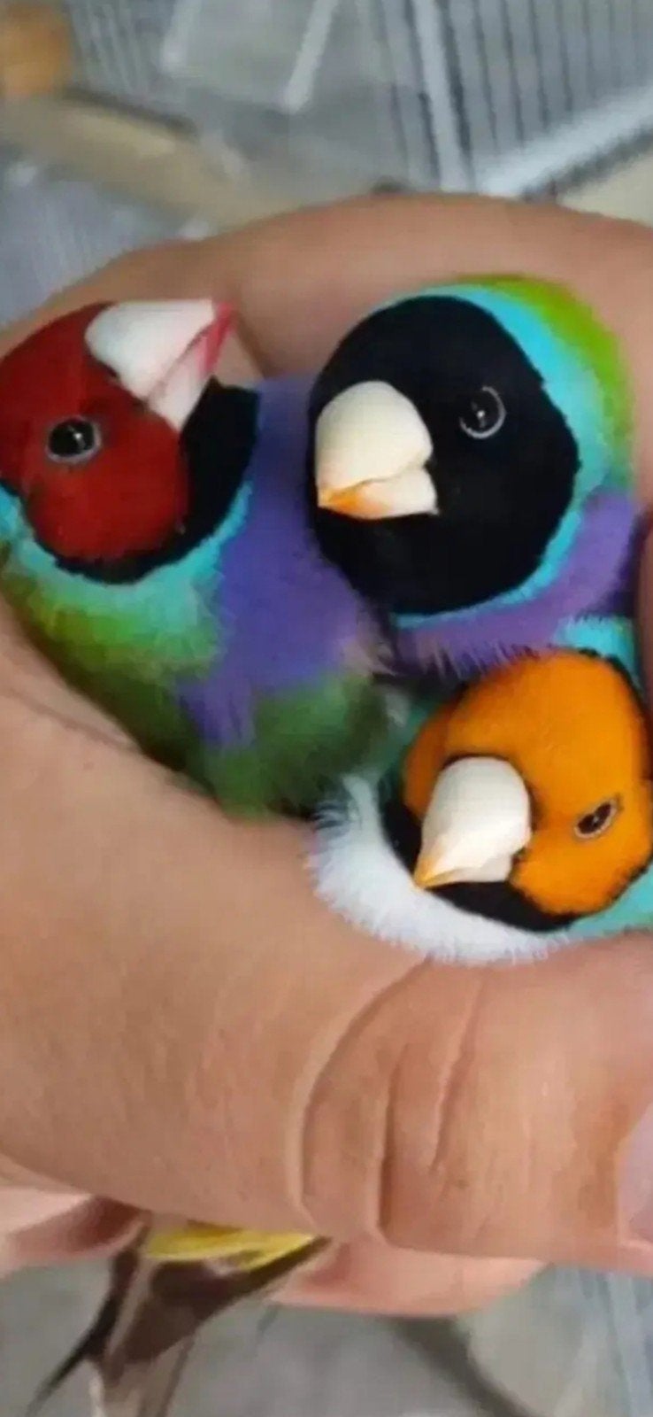 Mooie jonge gouldamadine, Dieren en Toebehoren, Vogels | Overige Vogels, Meerdere dieren