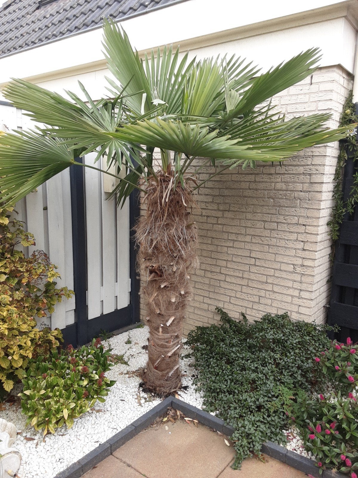 3 palmbomen, Tuin en Terras, 100 tot 250 cm, Zomer, Palmboom, Ophalen