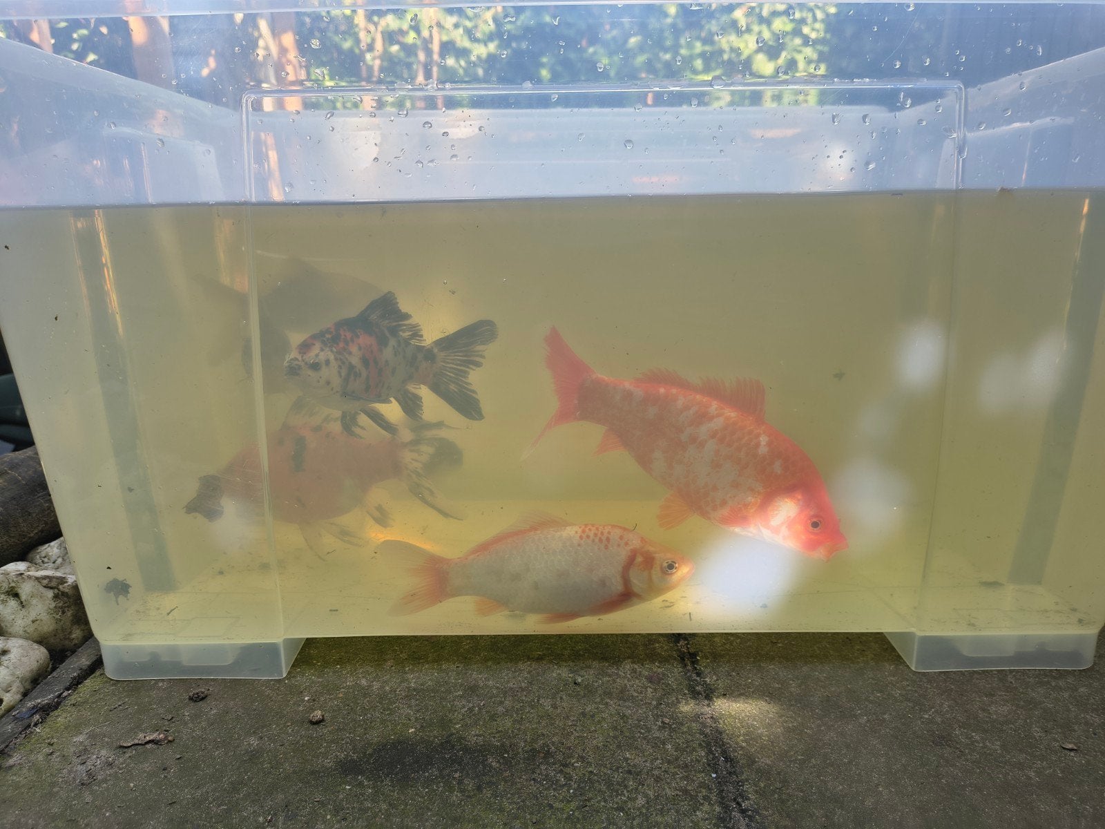 Jonge vissen te koop, Dieren en Toebehoren, Vis
