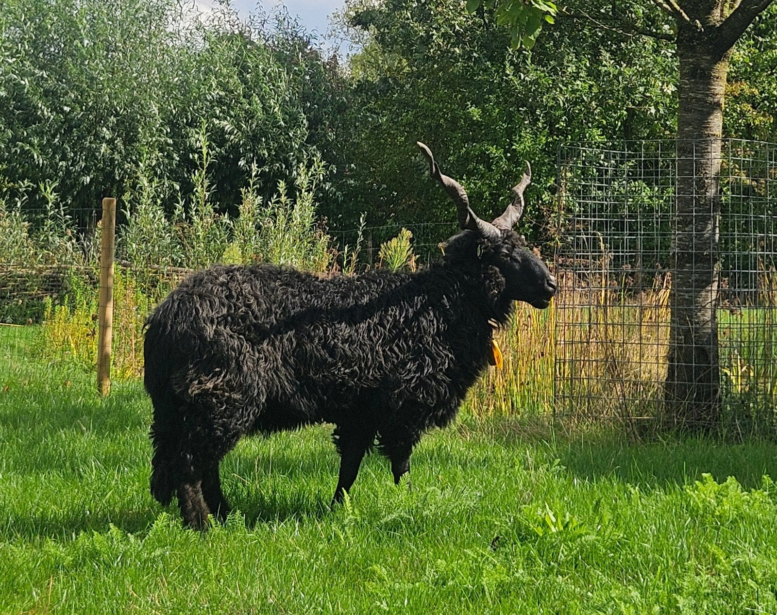 Racka dekbok, Dieren en Toebehoren, Mannelijk, Schaap