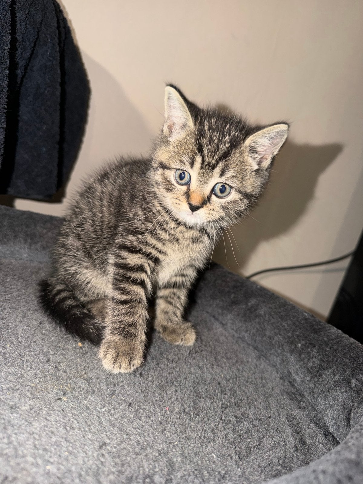 Britse korthaartjes ️, Dieren en Toebehoren, Kater, Kortharig, 0 tot 2 jaar