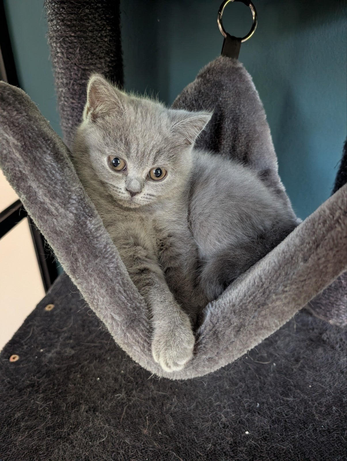 Britse korthaar kitten, nog eentje beschikbaar!, Dieren en Toebehoren, Poes, Ontwormd