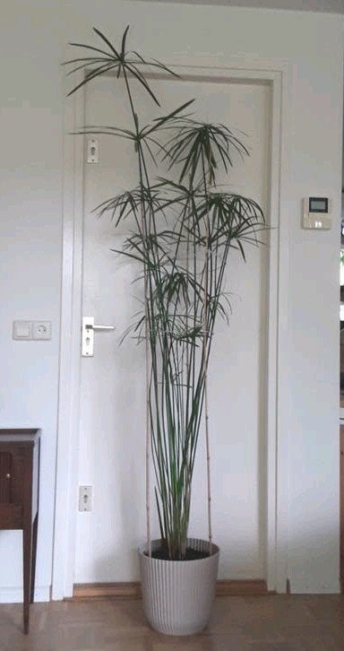 Papyrus in kunststof pot - ruim 2 meter - paraplu plant, Ophalen, 200 cm of meer