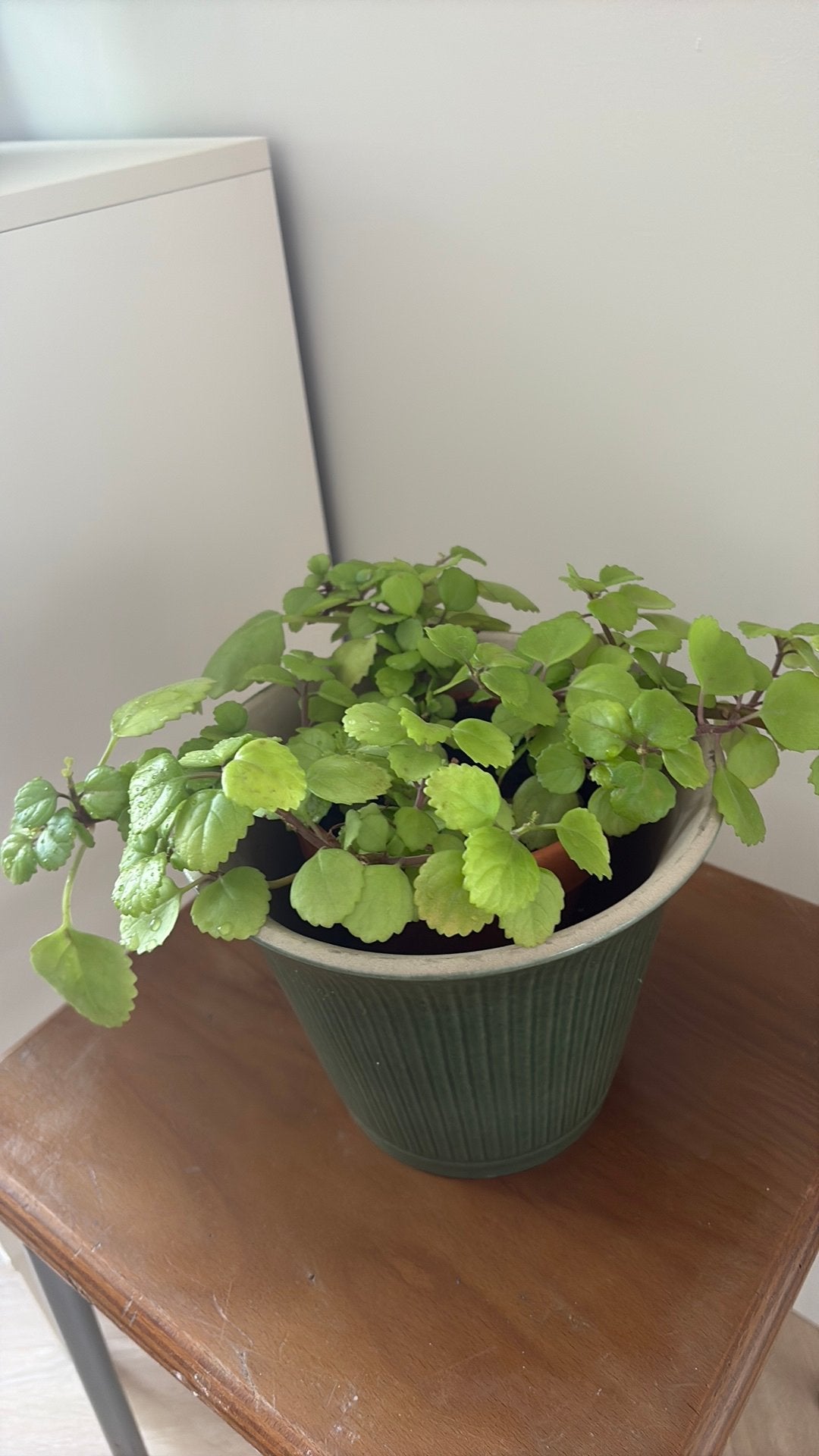 Plant in groene Ikea bloempot, Ophalen, Halfschaduw, Minder dan 100 cm