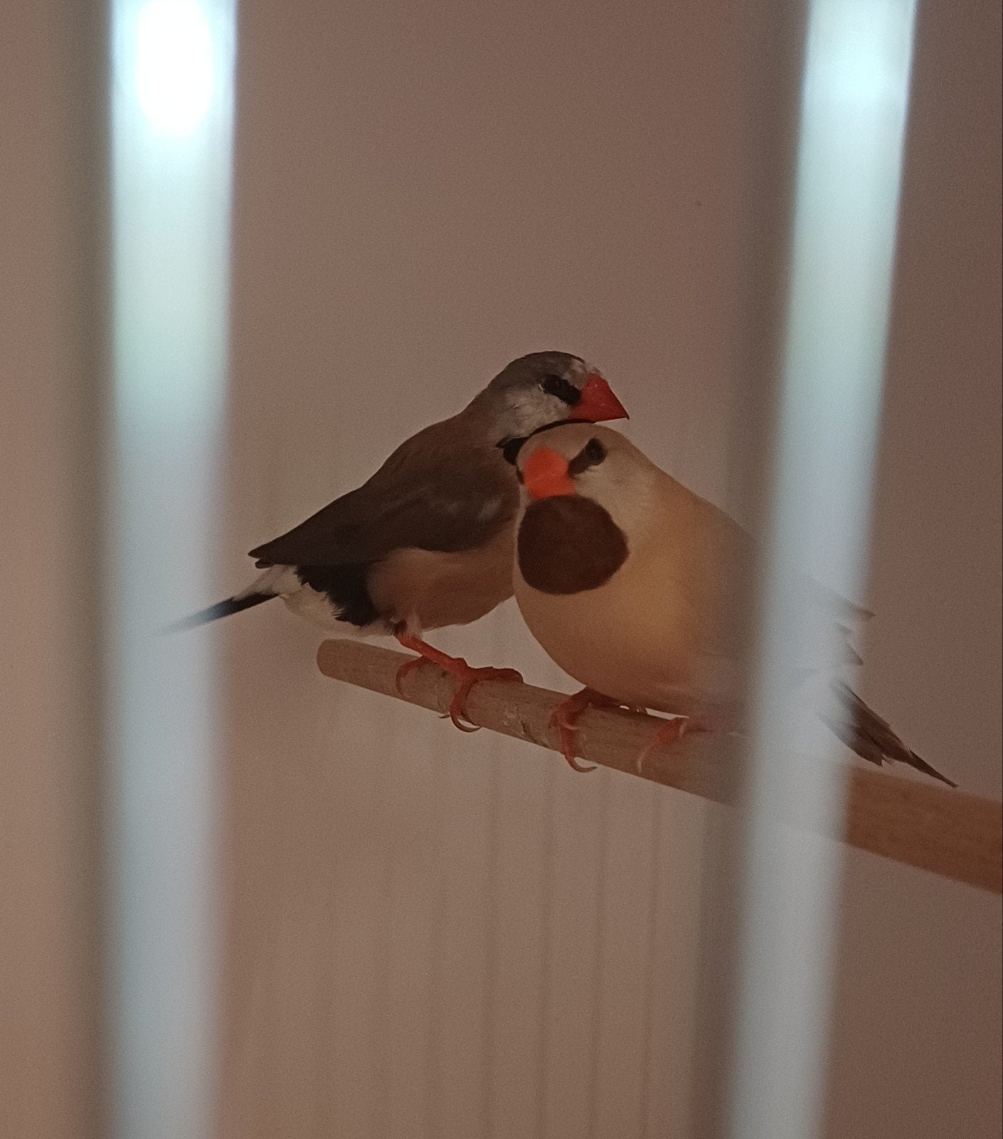 Koppel spitsstaartamadine, Meerdere dieren