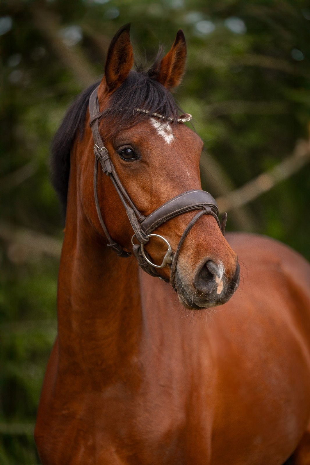 3 jarige merrie for Ferrero x Ferdeaux, Dieren en Toebehoren, Paarden, Merrie, Dressuurpaard, 3 tot 6 jaar, 160 tot 165 cm