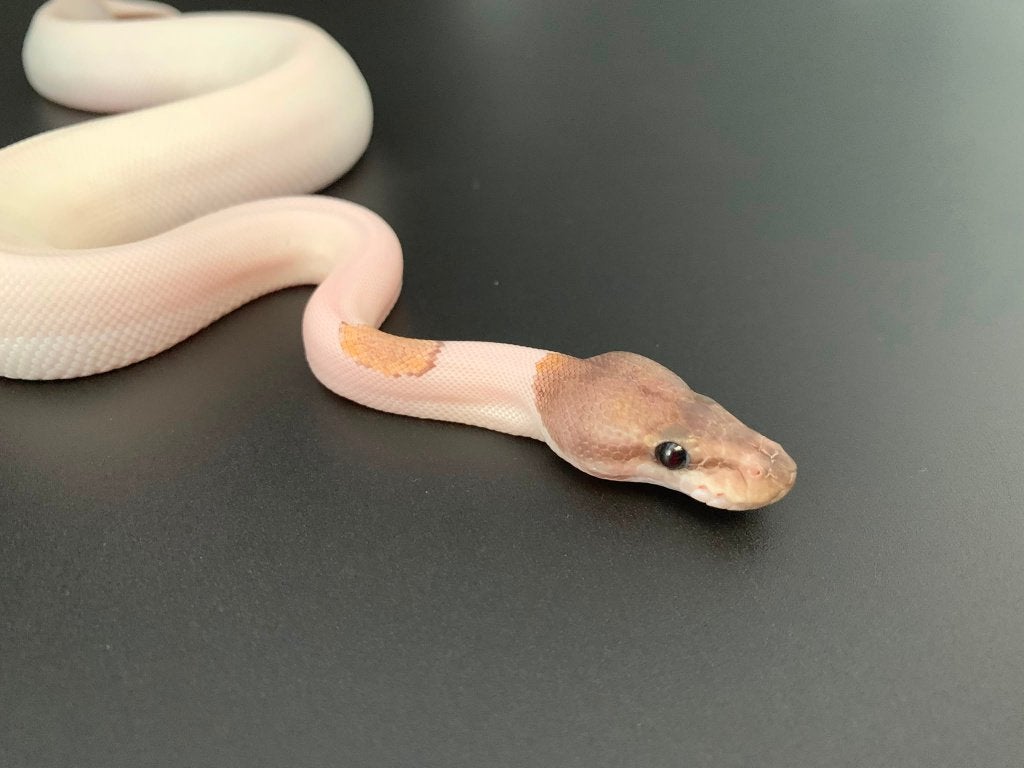 0.1 GHI mojave piebald python regius Ball Python photo 2