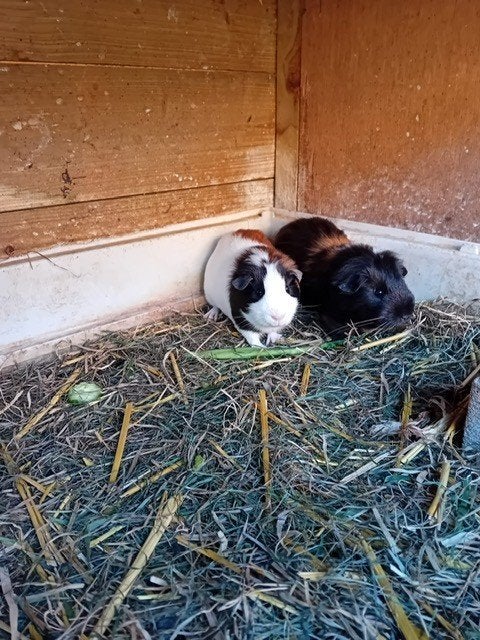 Mooie Cavia,s, Dieren en Toebehoren, Cavia, Augustus, Mannelijk, Tam