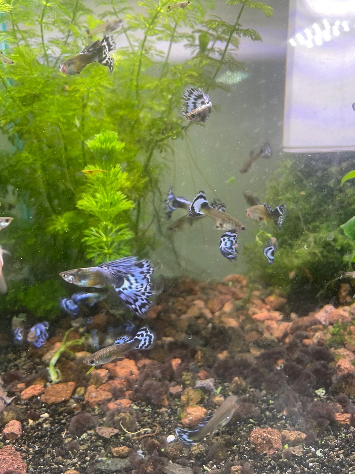 Blue ivory mosaic guppy's, Vis