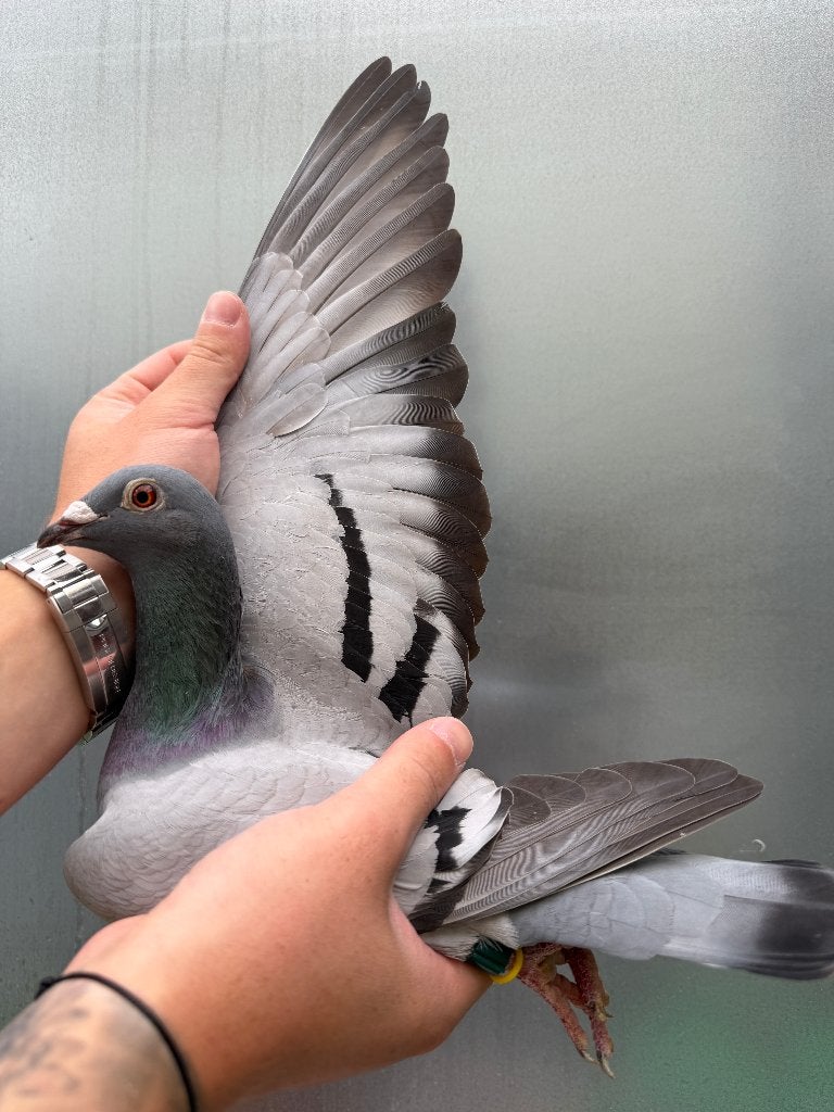 Post duif, Dieren en Toebehoren, Vogels | Duiven, Vrouwelijk, Postduif