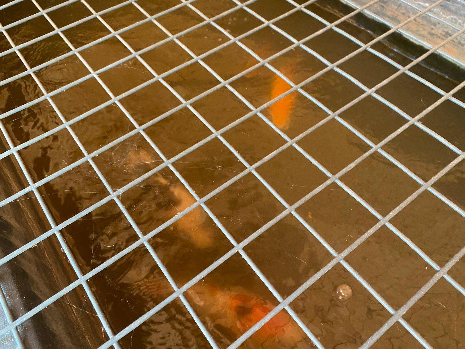 Koi karpers diverse maten., Tuin en Terras, Vijvers, Ophalen of Verzenden