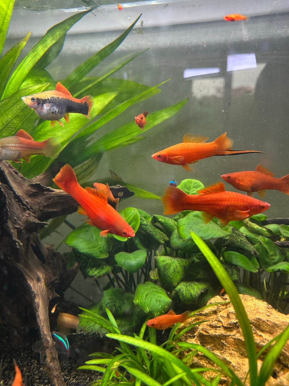 Oranje plaatjes visjes, Vis, Zoetwatervis