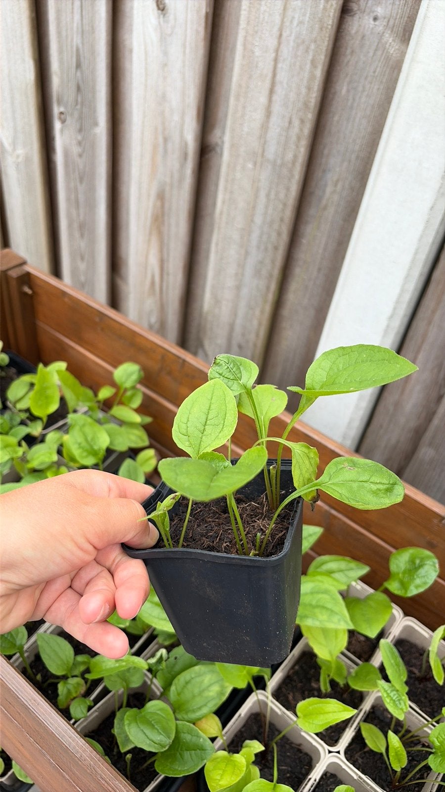 Roze echinacea, zonnehoed, Ophalen, Overige soorten, Volle zon