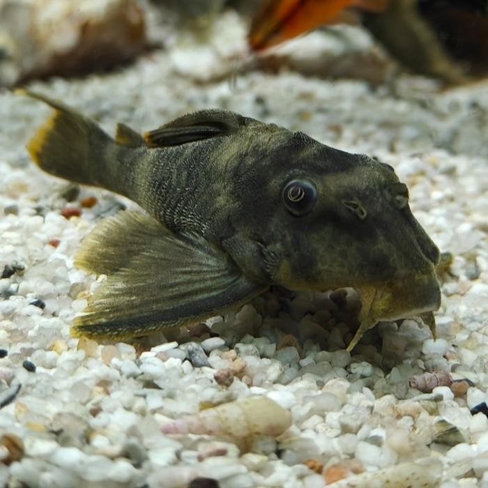 L-076 Peckoltia sp, Vis