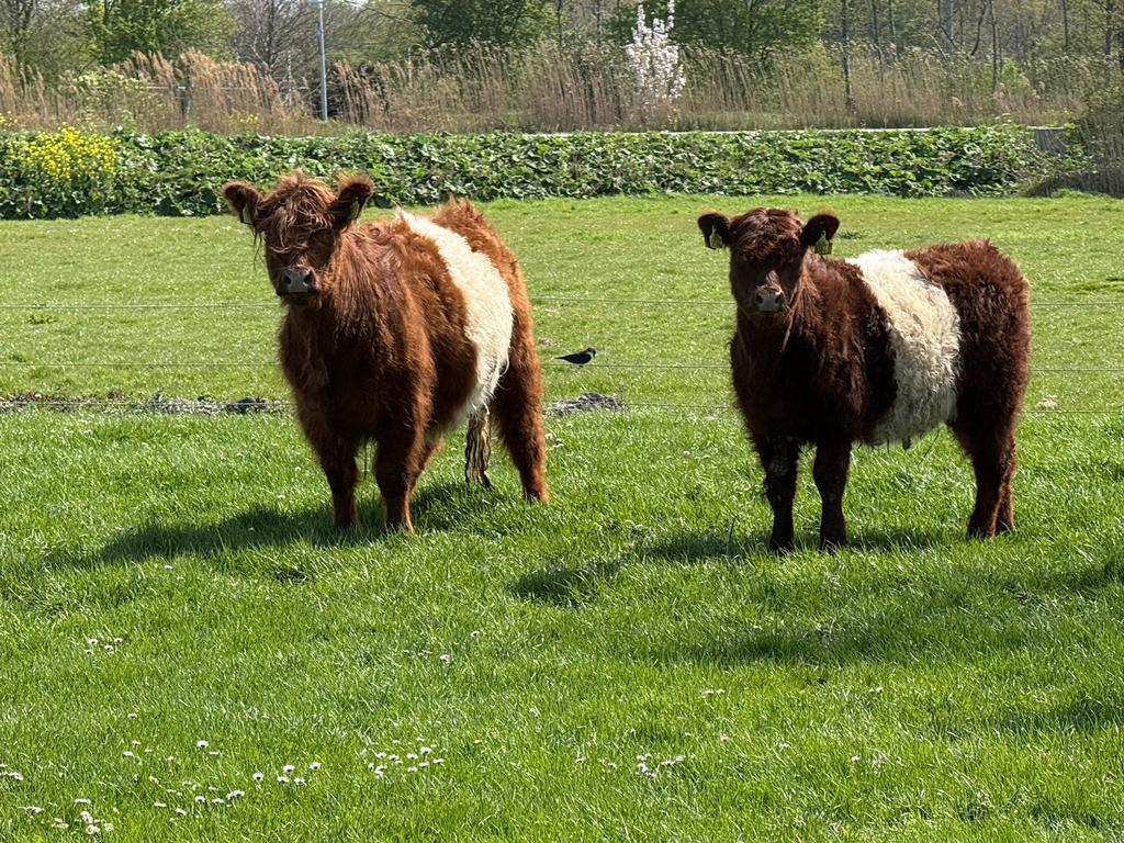 Rode Belted Galloway vaarzen, Dieren en Toebehoren, Runderen, Vrouwelijk, 0 tot 2 jaar
