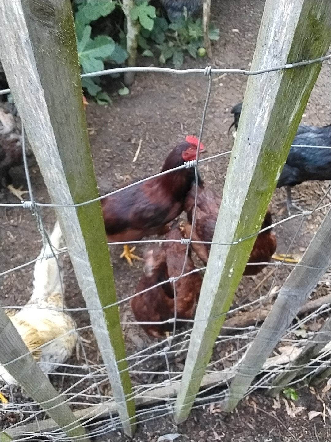 Hanen, Dieren en Toebehoren, Pluimvee | Toebehoren, Ophalen, Zo goed als nieuw, Kippenhok of Kippenren