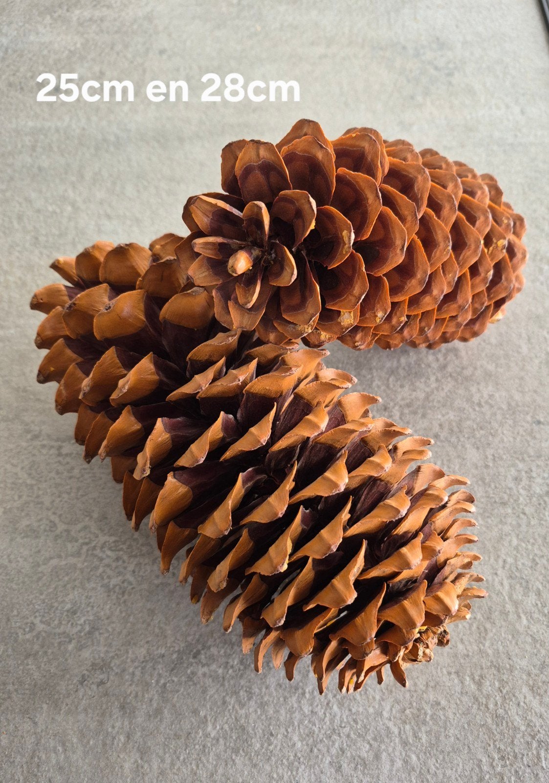 Grote dennenappels - 25cm en 28cm, Huis en Inrichting, Ophalen of Verzenden, Zo goed als nieuw