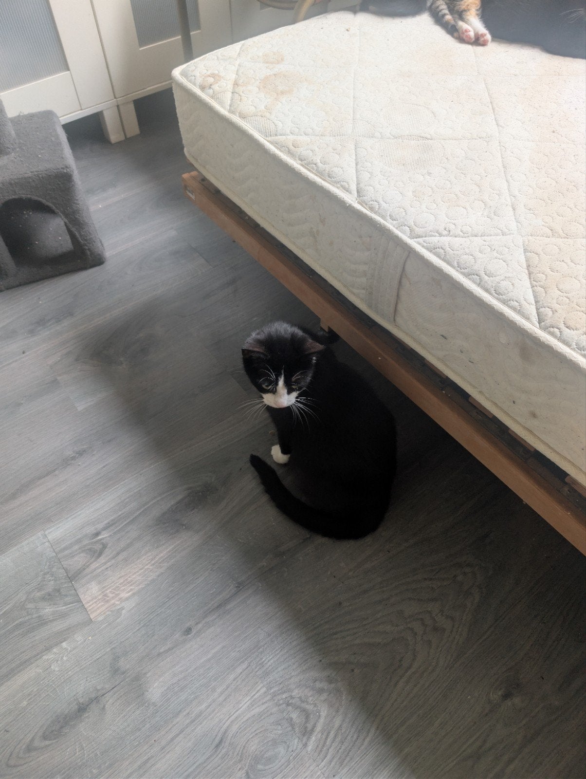 Zeer mooie kittens., Meerdere dieren