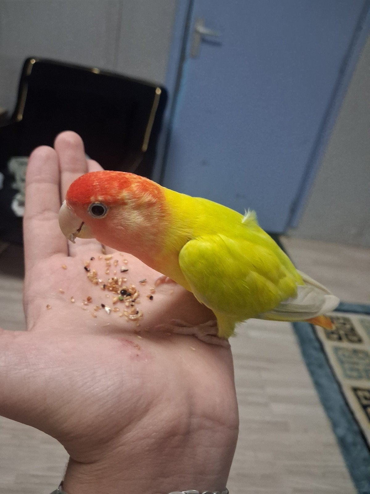 agapornis te koop tam en lief, Geslacht onbekend, Dwergpapegaai of Agapornis, Tam
